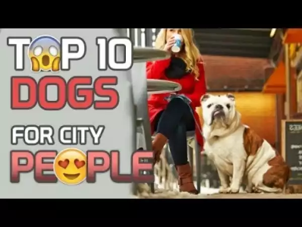 Video: Top 10 Best Dogs For City People